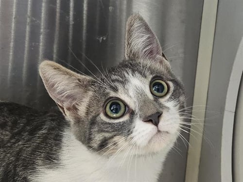 STING - Domestic Short Hair available for adoption