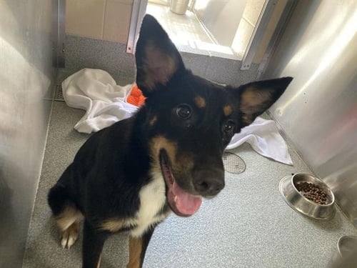 PIXIE - German Shepherd Dog available for adoption