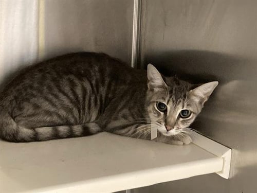 BARBARA - Domestic Short Hair available for adoption