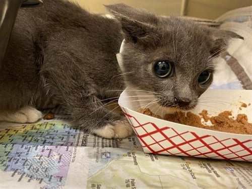 A1971591 - Domestic Short Hair available for adoption