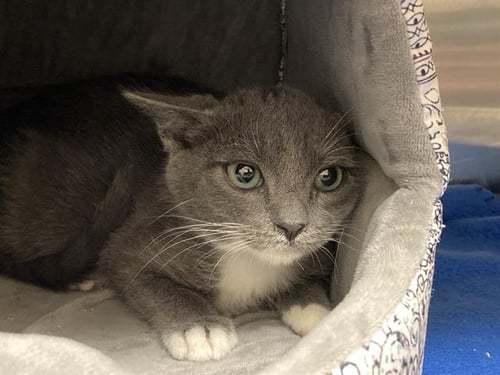 SAMANTHA ANN - Domestic Short Hair available for adoption