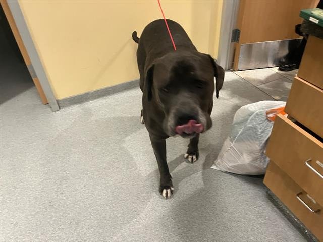 OBIE - Mastiff available for adoption