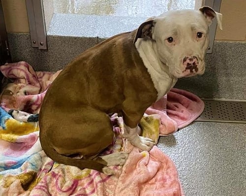 SARSAPARILLA - Pit Bull Terrier available for adoption