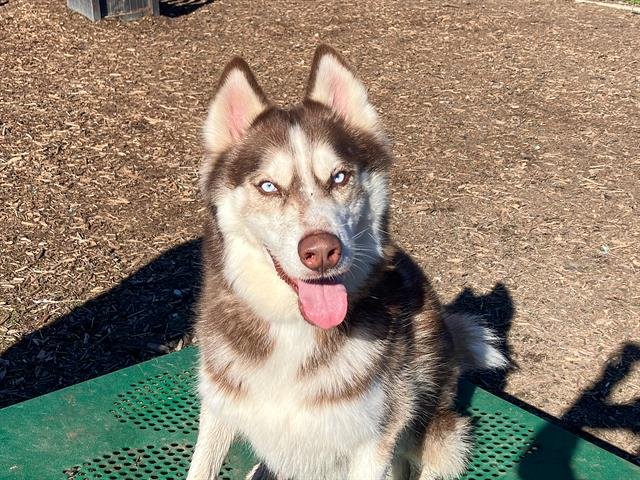 KEVIN - Siberian Husky available for adoption