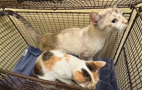 LIL STEF - Siamese available for adoption