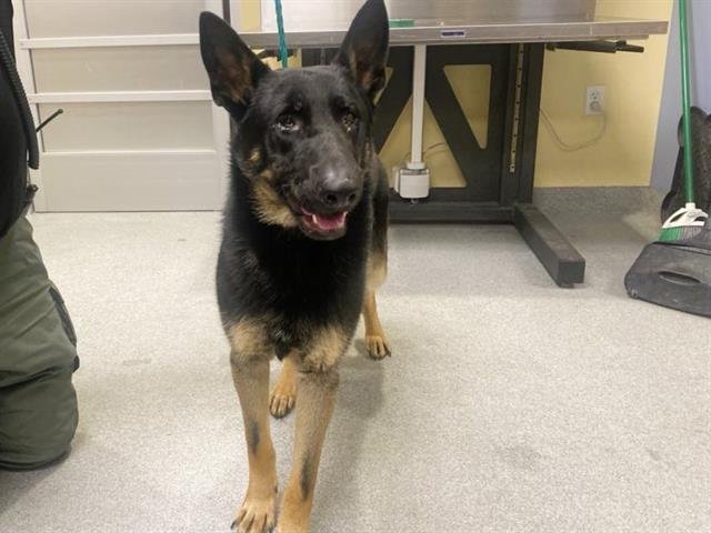 BIRCHWOOD - German Shepherd Dog available for adoption