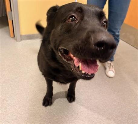 TREKKER - German Shepherd Dog available for adoption