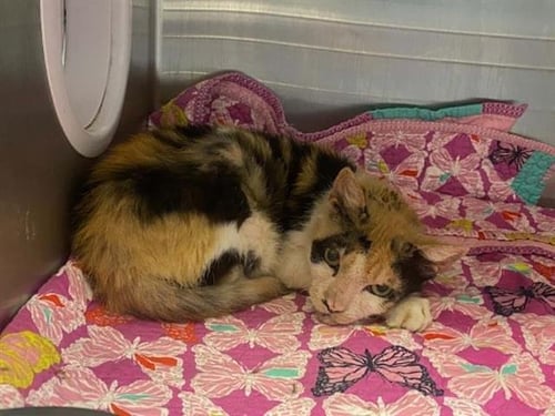 PRIMROSE - Domestic Short Hair available for adoption