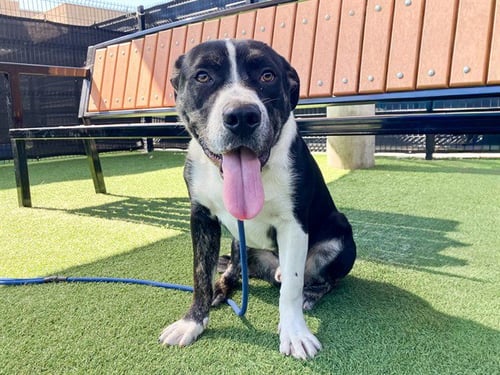 COOPER - Pit Bull Terrier / Mastiff available for adoption
