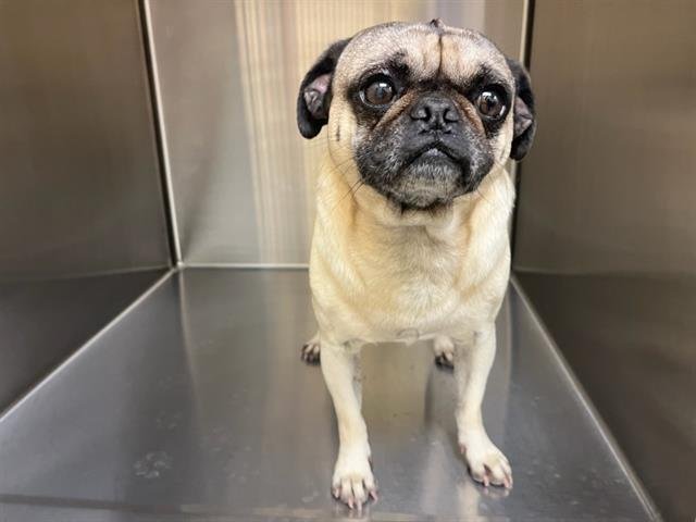ORION - Pug available for adoption