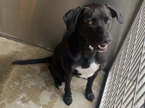 RAGNAR - Labrador Retriever available for adoption