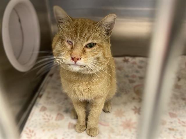 TZATZIKI - Domestic Short Hair available for adoption