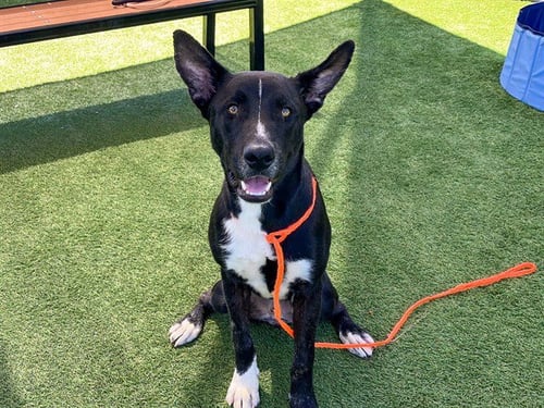 APOLLO - German Shepherd Dog available for adoption