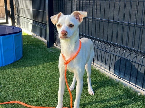 LEONARDO - Chihuahua available for adoption