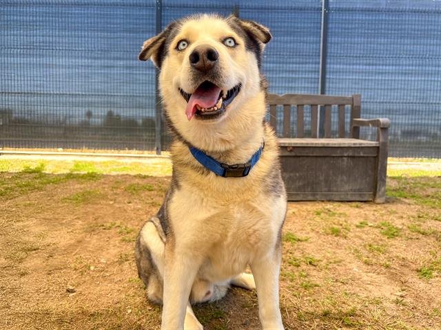 OZZY - Siberian Husky available for adoption