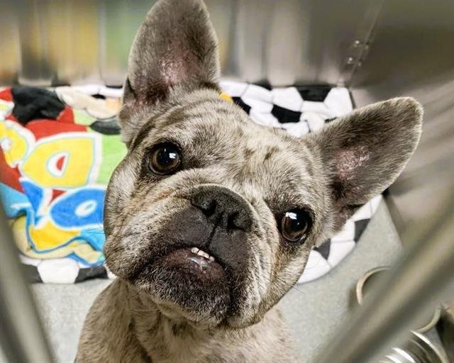RIPCURL - French Bulldog available for adoption