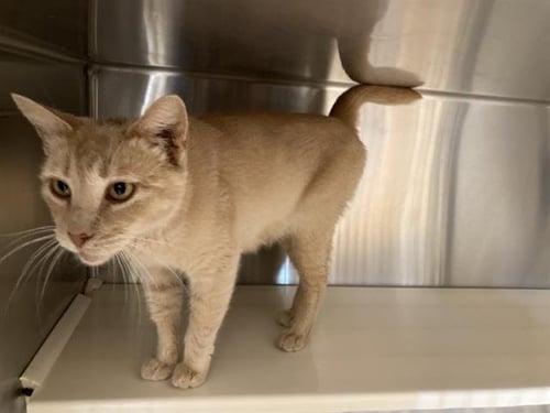 HOPE - Domestic Short Hair available for adoption