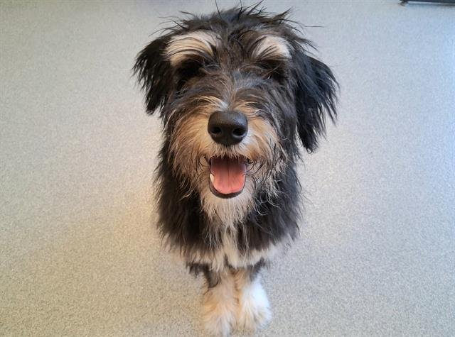 PARIS - Schnauzer / Poodle (Standard) available for adoption