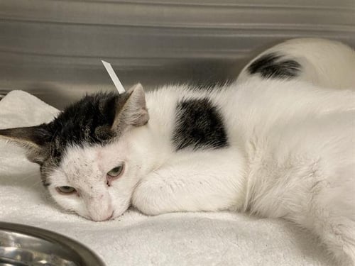 LAGMAN - Domestic Short Hair available for adoption