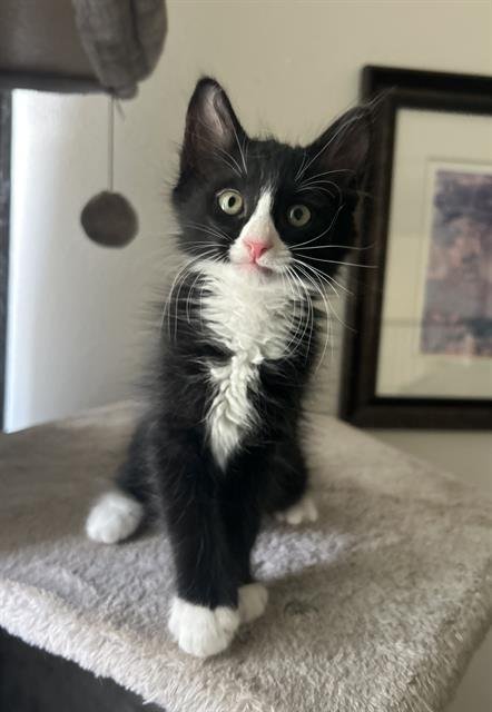ALVIN - Domestic Medium Hair available for adoption