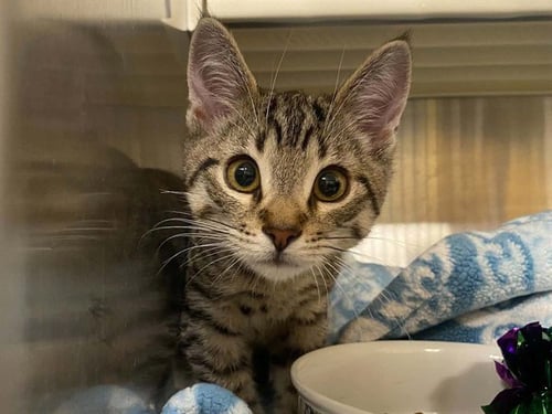 PRECIOUS - Domestic Short Hair available for adoption