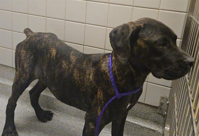 STURGES - Mastiff available for adoption