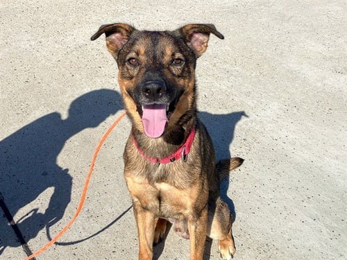 ROMEO - German Shepherd Dog available for adoption