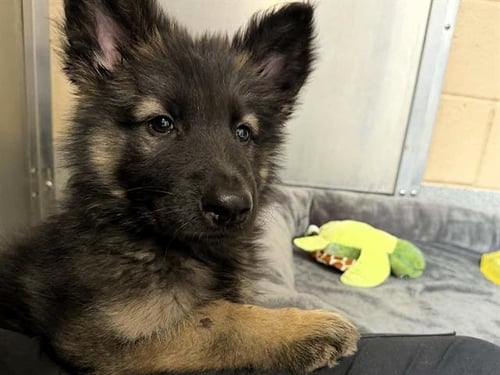 NANOOK - German Shepherd Dog available for adoption