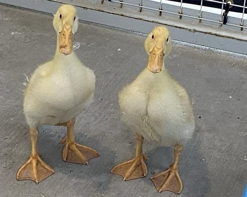 PIPPIN - Duck available for adoption