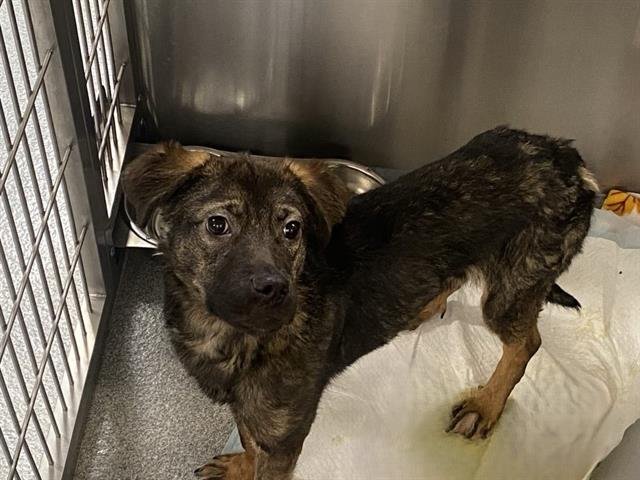 ROUX - German Shepherd Dog available for adoption