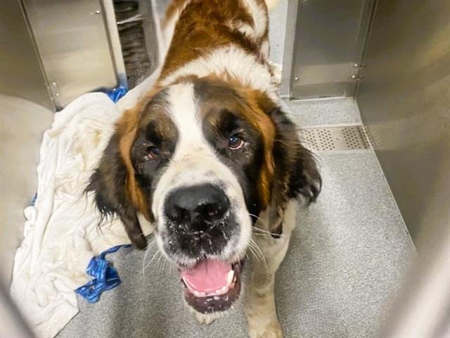 GARTH - Saint Bernard available for adoption