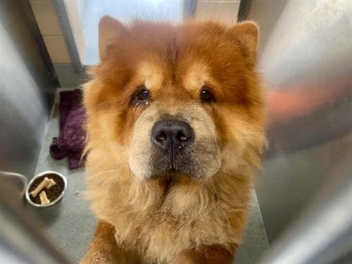 LEO - Chow Chow available for adoption