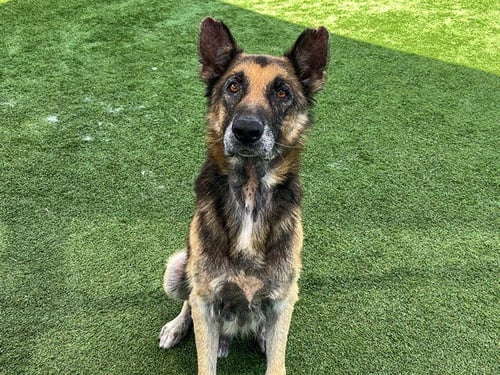 ARLO - German Shepherd Dog available for adoption