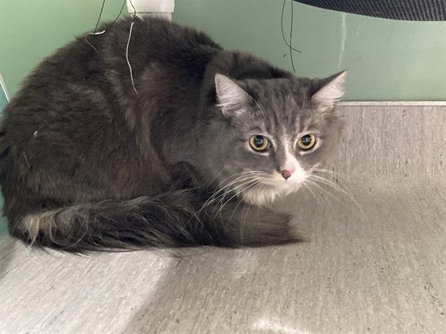 BRANDY - Domestic Medium Hair available for adoption