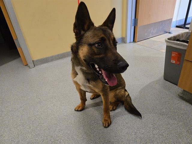 VEGA - Belgian Shepherd Malinois available for adoption