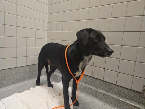 TILLY - Labrador Retriever available for adoption