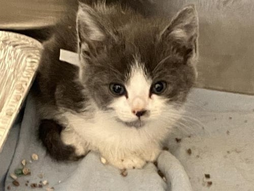 PIPPIN - Domestic Short Hair available for adoption