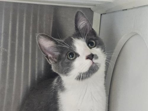 PIPPIN - Domestic Short Hair available for adoption