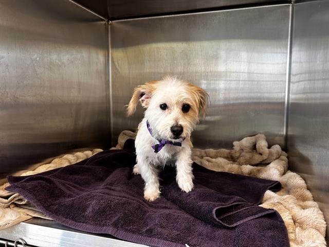 HARRY - Cairn Terrier / Petit Basset Griffon Vendeen available for adoption