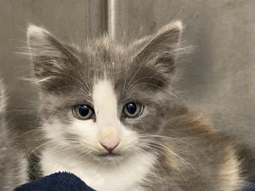 LILITH - Domestic Medium Hair available for adoption