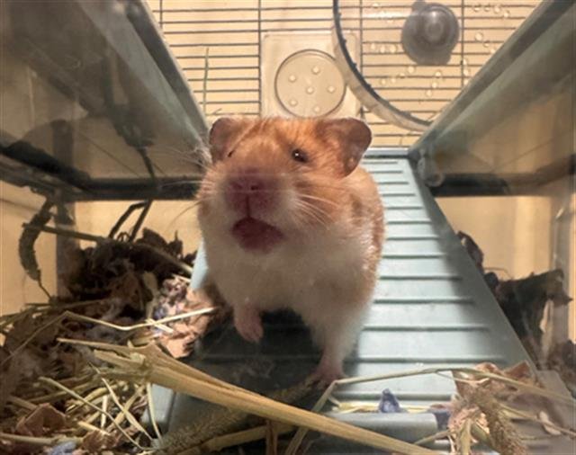 CROUTON Image