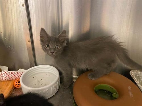 GIDGET - Domestic Short Hair available for adoption