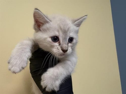 POLAR BEAR - Siamese available for adoption