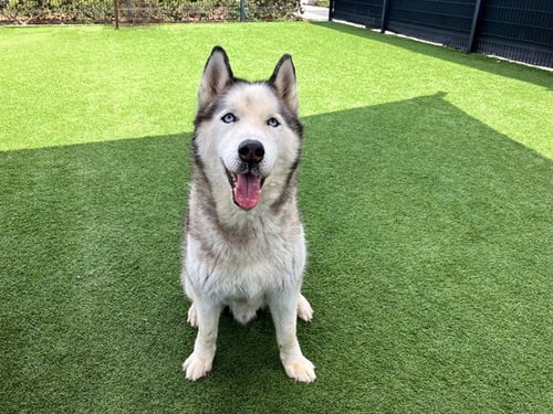 COCO - Siberian Husky available for adoption