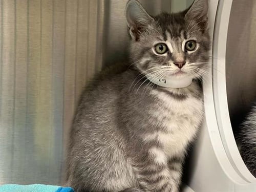 PHOENIX - Domestic Short Hair available for adoption