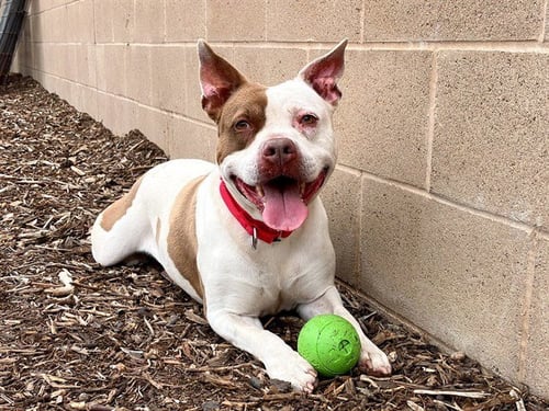 ROCA - Pit Bull Terrier for adoption in Santa Ana