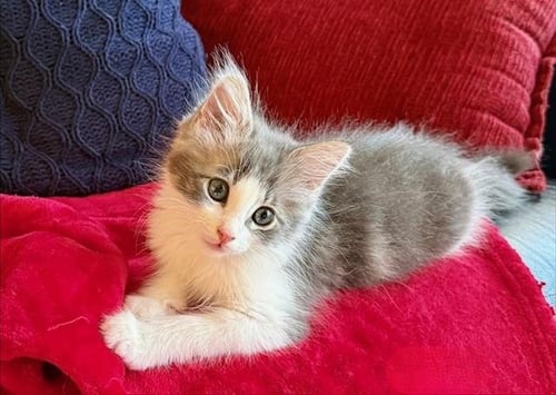 BAILEY - Domestic Short Hair available for adoption