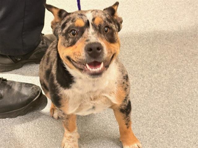 SUNSHINE - Australian Cattle Dog/Blue Heeler / Staffordshire Bull Terrier available for adoption