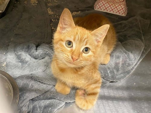 WANDA - Domestic Short Hair available for adoption