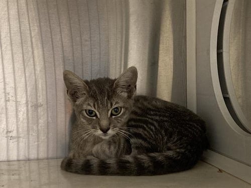 MERRYWEATHER - Domestic Short Hair available for adoption